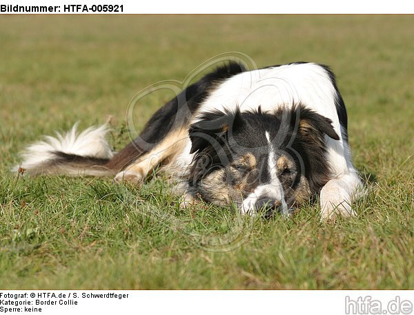 Border Collie / HTFA-005921