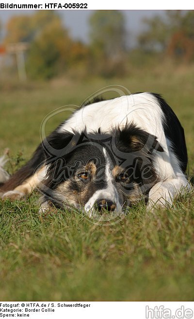 Border Collie / HTFA-005922