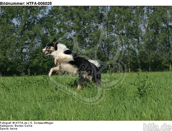 Border Collie / HTFA-006025