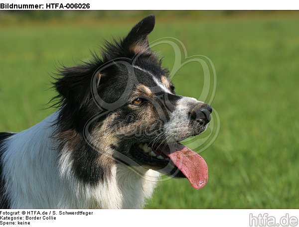 Border Collie / HTFA-006026