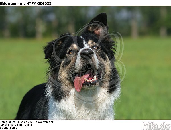 Border Collie / HTFA-006029