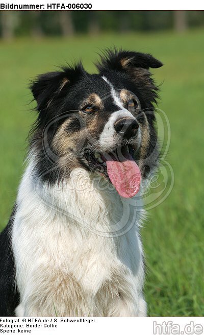 Border Collie / HTFA-006030