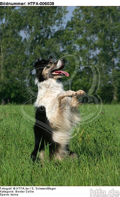 Border Collie / HTFA-006038