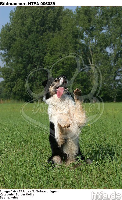 Border Collie / HTFA-006039