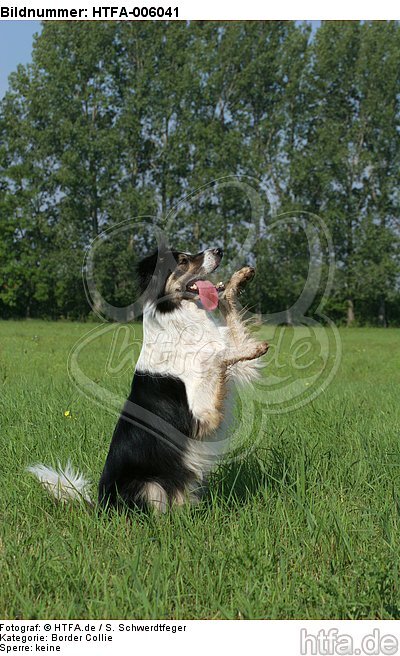 Border Collie / HTFA-006041