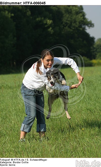 Border Collie / HTFA-006045