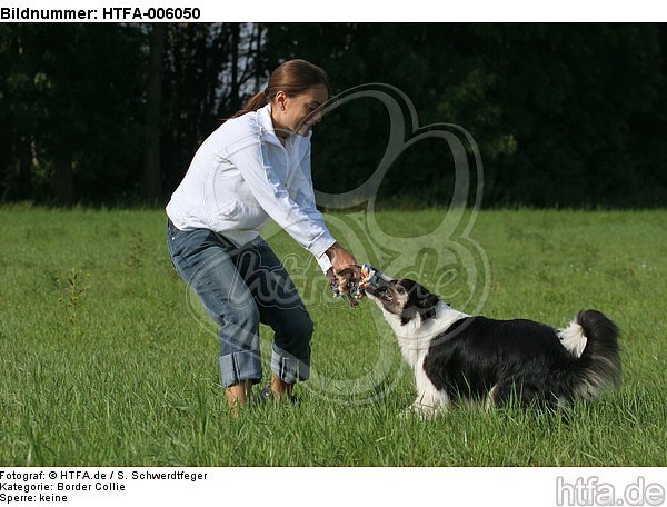 Border Collie / HTFA-006050