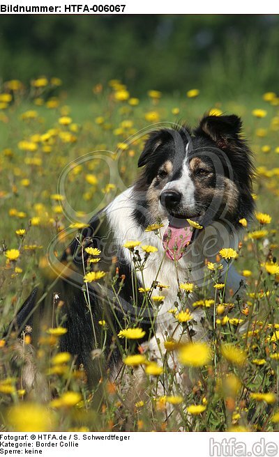 Border Collie / HTFA-006067