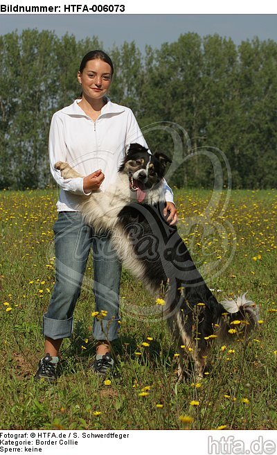 Border Collie / HTFA-006073