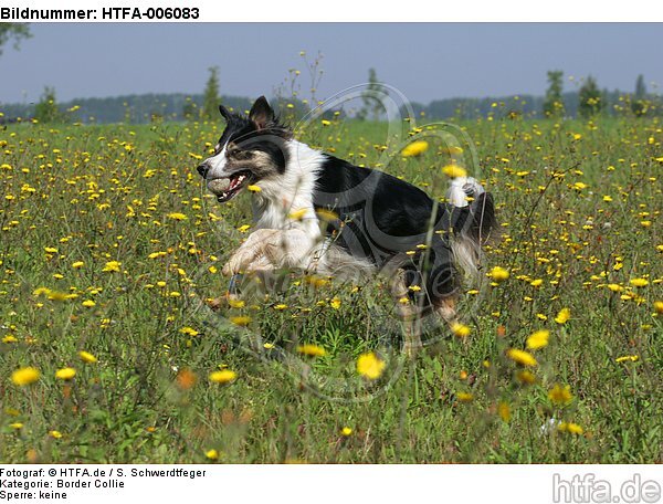 Border Collie / HTFA-006083