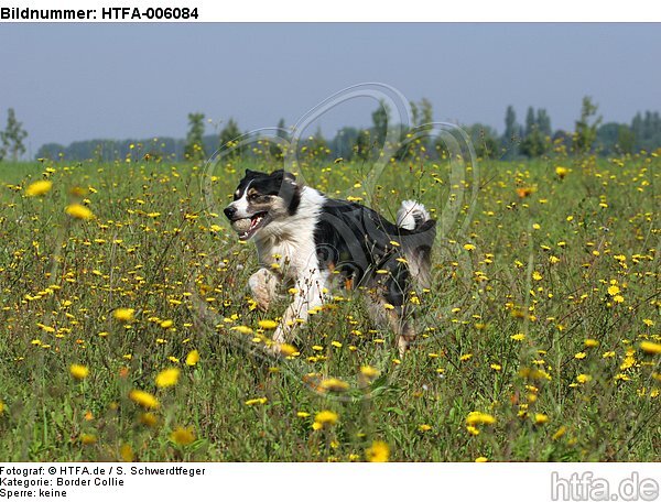 Border Collie / HTFA-006084