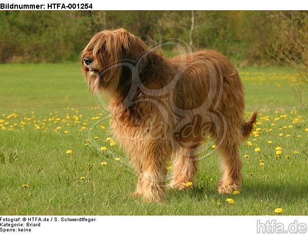 Briard / berger de brie / HTFA-001254