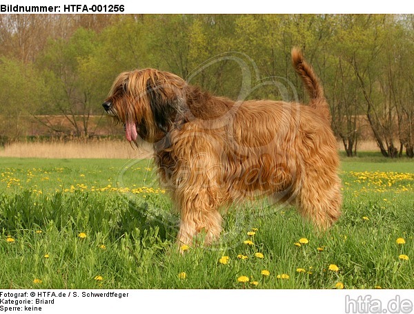 Briard / berger de brie / HTFA-001256