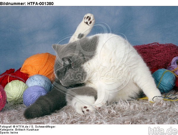 Britisch Kurzhaar / british shorthair / HTFA-001380