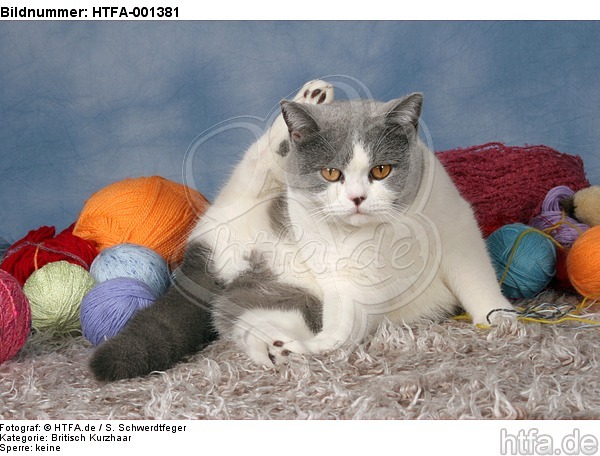 Britisch Kurzhaar / british shorthair / HTFA-001381