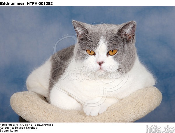 Britisch Kurzhaar / british shorthair / HTFA-001382