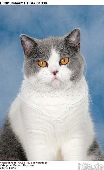 Britisch Kurzhaar / british shorthair / HTFA-001396