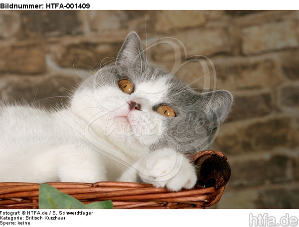 Britisch Kurzhaar / british shorthair / HTFA-001409