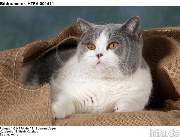 Britisch Kurzhaar / british shorthair / HTFA-001411