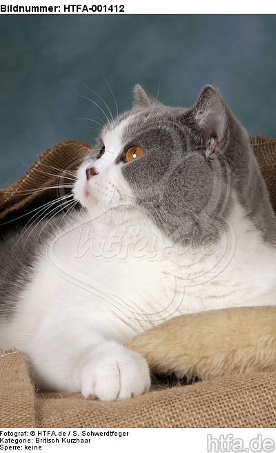 Britisch Kurzhaar / british shorthair / HTFA-001412