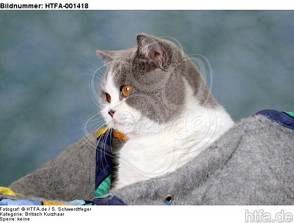 Britisch Kurzhaar / british shorthair / HTFA-001418