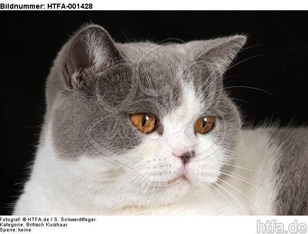 Britisch Kurzhaar / british shorthair / HTFA-001428