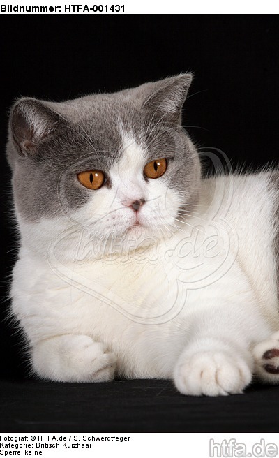 Britisch Kurzhaar / british shorthair / HTFA-001431