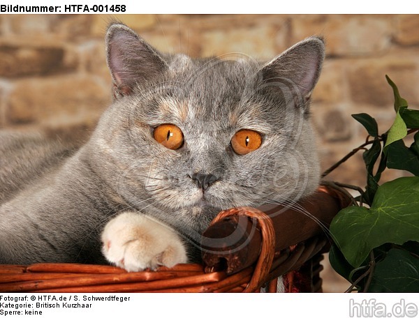 Britisch Kurzhaar / british shorthair / HTFA-001458