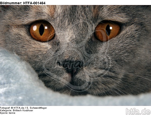 Britisch Kurzhaar / british shorthair / HTFA-001464