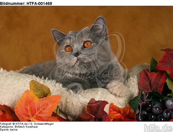 Britisch Kurzhaar / british shorthair / HTFA-001469