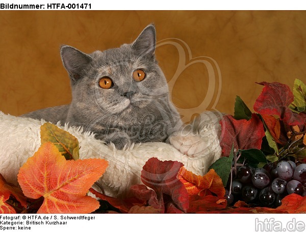 Britisch Kurzhaar / british shorthair / HTFA-001471