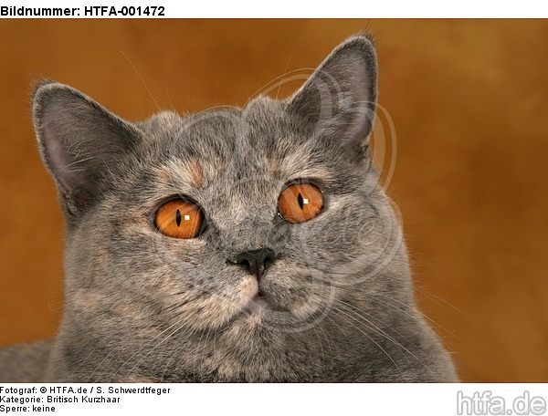 Britisch Kurzhaar / british shorthair / HTFA-001472