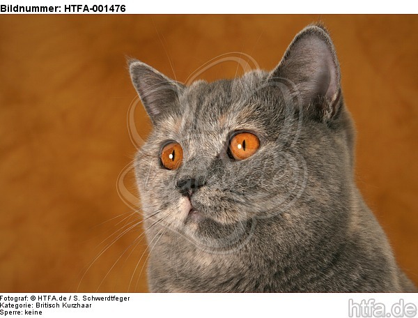 Britisch Kurzhaar / british shorthair / HTFA-001476