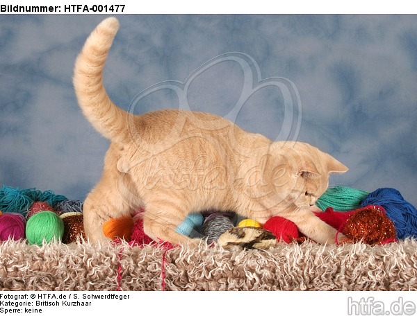 Britisch Kurzhaar / british shorthair / HTFA-001477