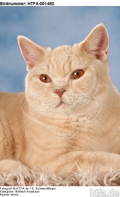 Britisch Kurzhaar / british shorthair / HTFA-001482