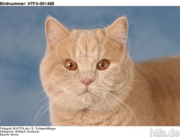 Britisch Kurzhaar / british shorthair / HTFA-001488