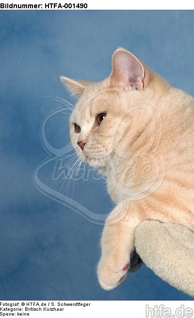 Britisch Kurzhaar / british shorthair / HTFA-001490