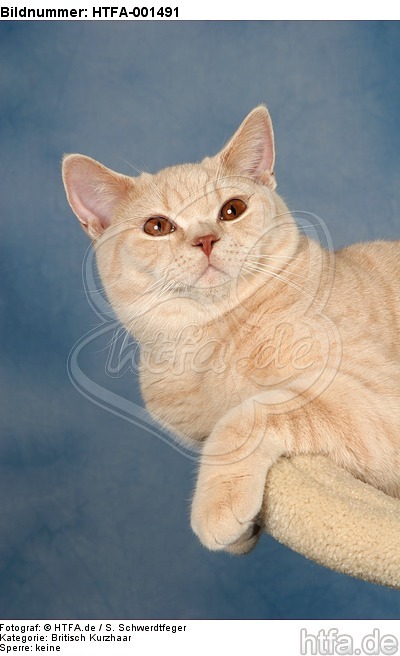 Britisch Kurzhaar / british shorthair / HTFA-001491