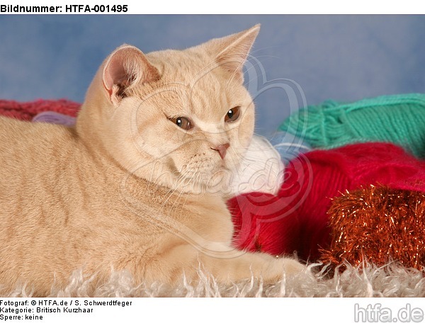 Britisch Kurzhaar / british shorthair / HTFA-001495