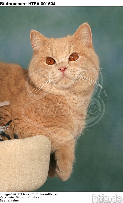 Britisch Kurzhaar / british shorthair / HTFA-001504