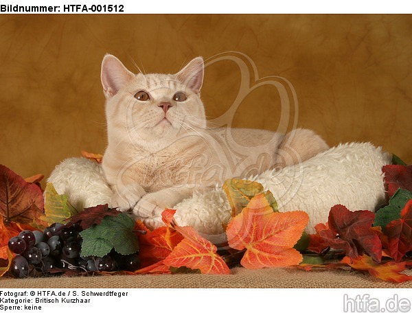 Britisch Kurzhaar / british shorthair / HTFA-001512