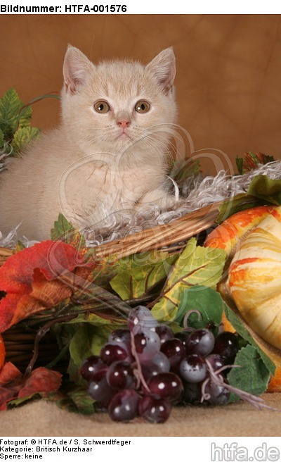 Britisch Kurzhaar Kätzchen / british shorthair kitten / HTFA-001576