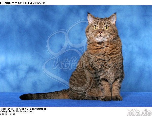 Britisch Kurzhaar / british shorthair / HTFA-002791