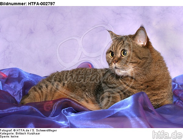 Britisch Kurzhaar / british shorthair / HTFA-002797