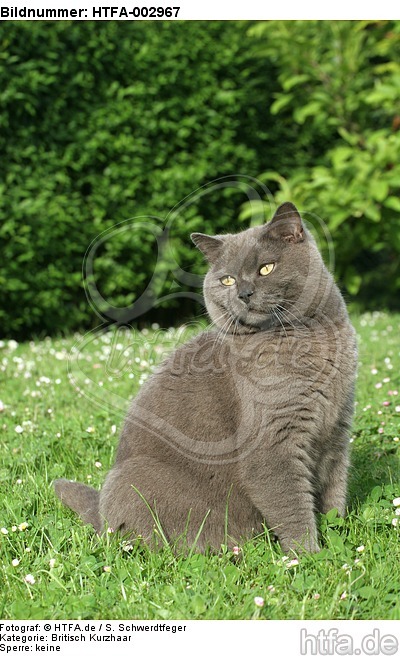Britisch Kurzhaar Kätzchen / british shorthair kitten / HTFA-002967