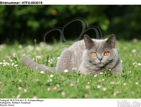 Britisch Kurzhaar / british shorthair / HTFA-003015