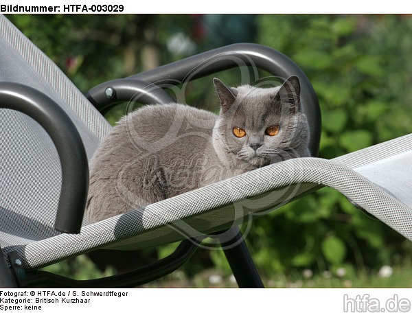 Britisch Kurzhaar / british shorthair / HTFA-003029