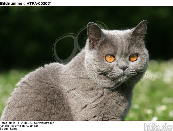 Britisch Kurzhaar / british shorthair / HTFA-003031