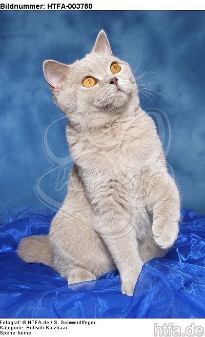 Britisch Kurzhaar / british shorthair / HTFA-003750