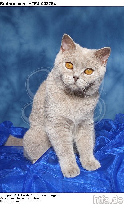 Britisch Kurzhaar / british shorthair / HTFA-003754